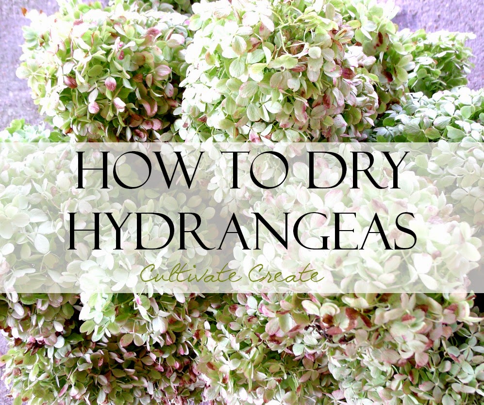 Cultivate Create How to Dry Hydrangeas