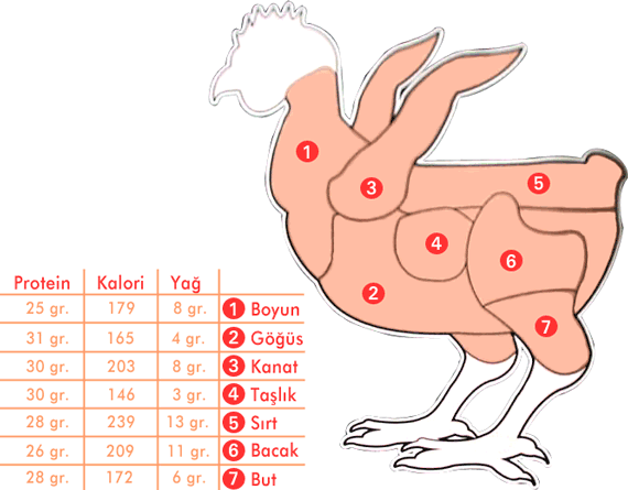 Vücut Geliştirmeciler İçin Tavuğun Önemi ve Özellikleri Vücut Vücut Geliştirmeciler İçin Tavuğun Önemi ve Özellikleri Vücut