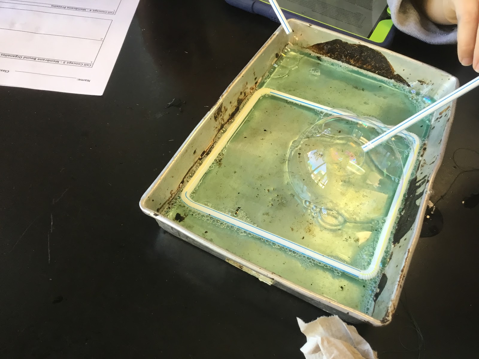 Biology by the Math Mom Cell Membranes and Bubbles