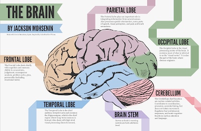 The Structure Of The Brain - Inside The Teenage Brain