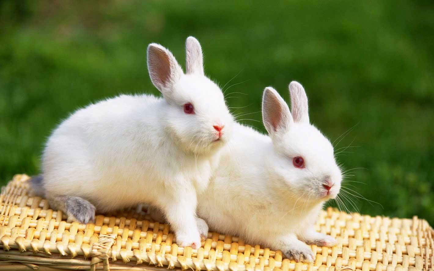 Cute Rabbits Love Wallpaper