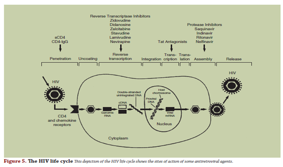 PATHOPHYSIOLOGY OF HIV/AIDS