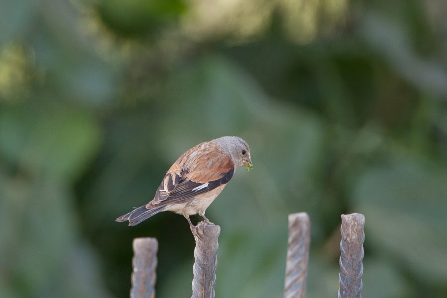 Birds of Saudi Arabia: Regional Endemic Yemen Linnet near Taif – Bird