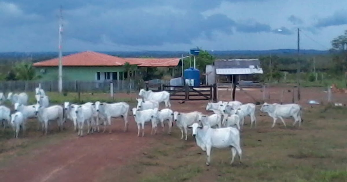 Fazendas a Venda . Fazendas em