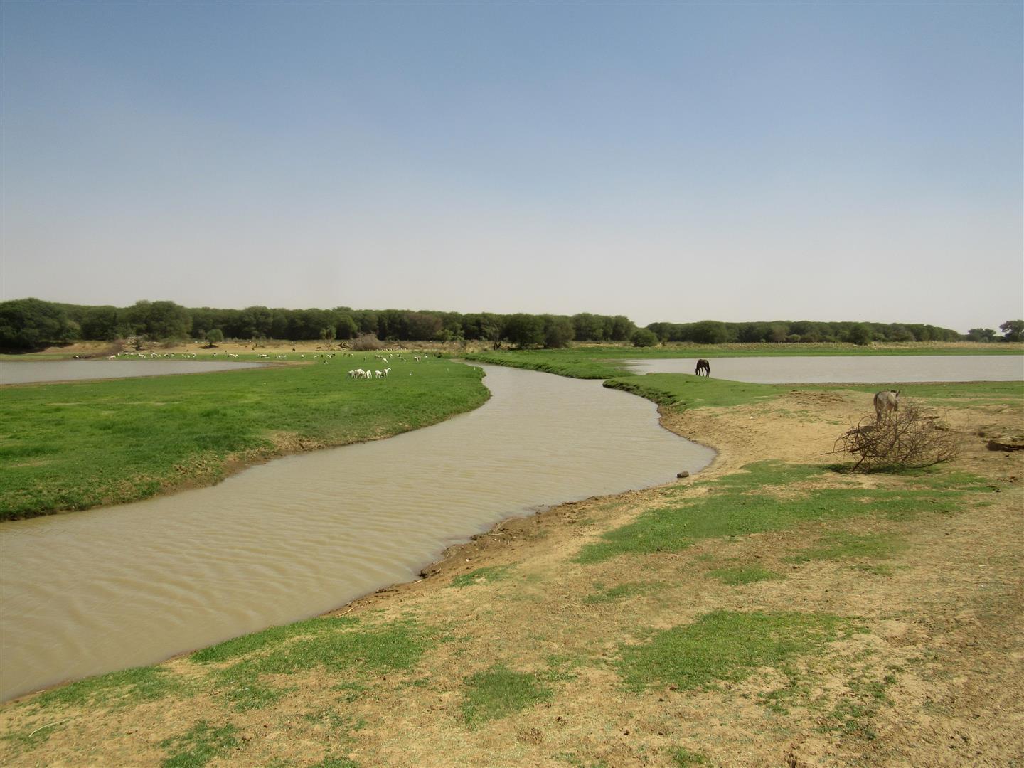 Birding for a Lark Dar El Barka revisited