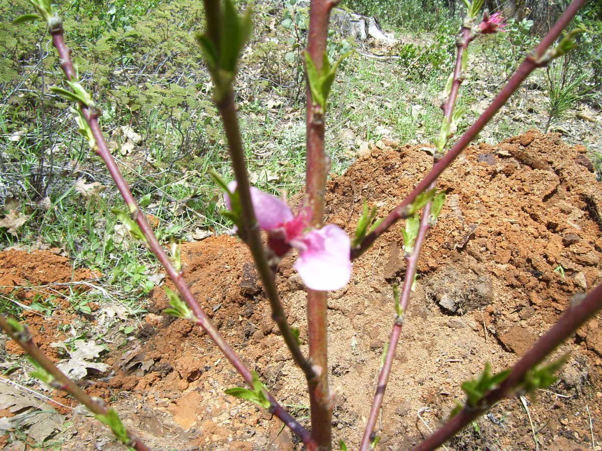 the woolydaisya window into my world Planting Placenta
