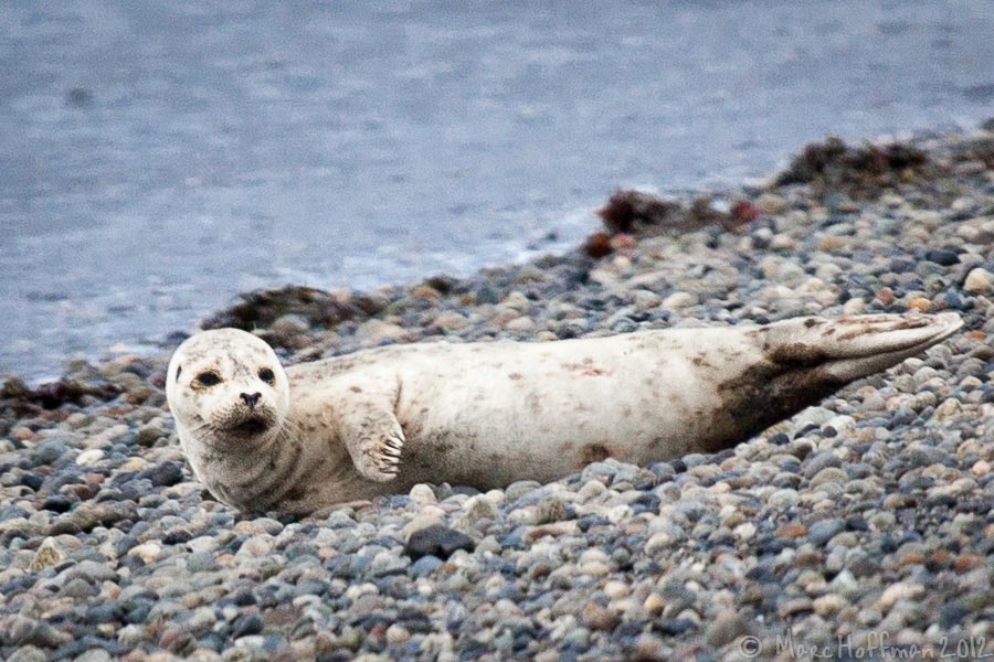 Harbor Seals Animals Amazing Facts & Latest Pictures The Wildlife
