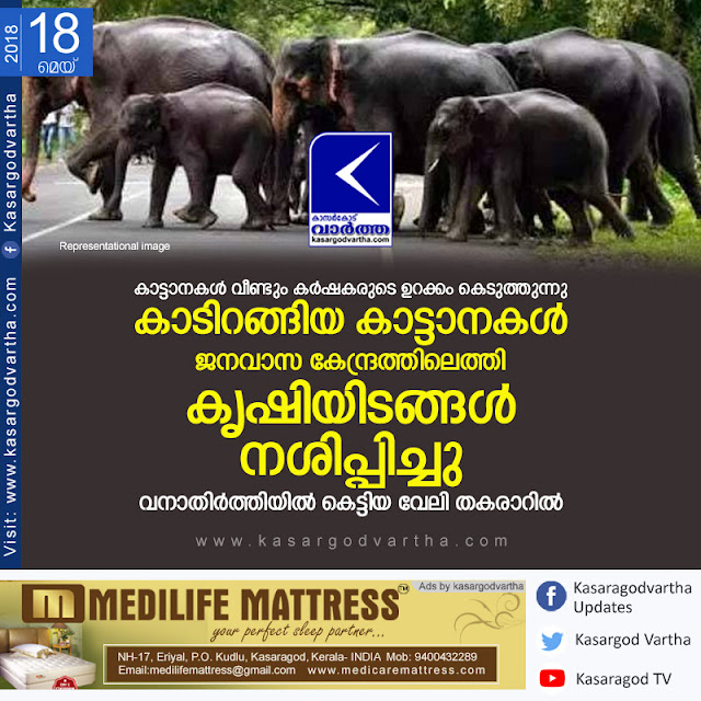 Kasaragod, Kerala, news, Animal, Attack, Rajapuram, Wild animal attack in Panathur.