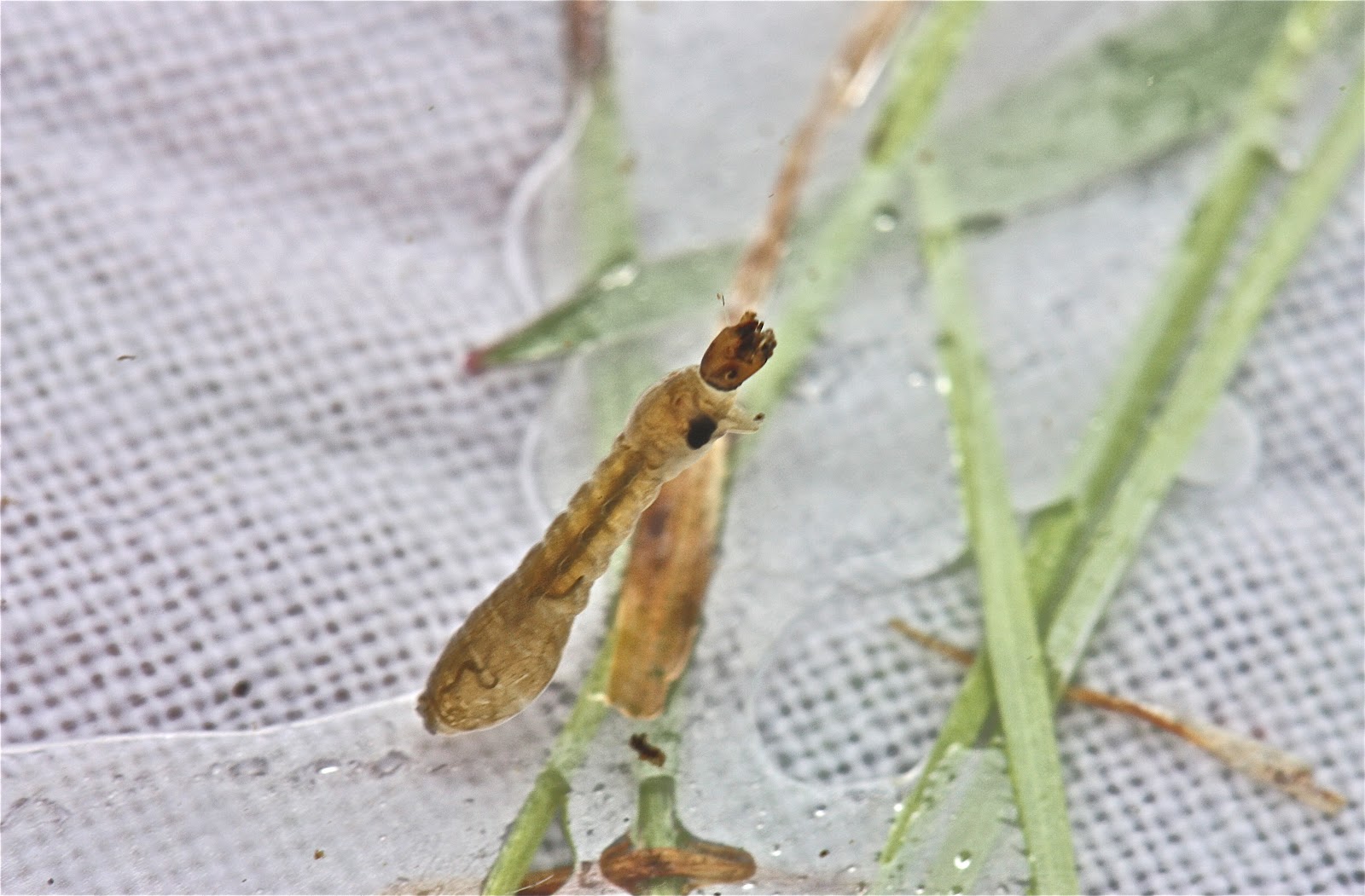 Aquatic Insects of Central Virginia: And Yes, The Black Fly Larvae Have ...