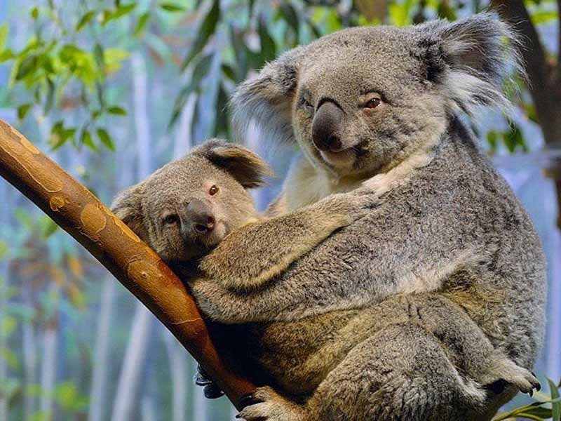 funny-animals