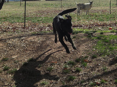 Picture of Rudy running (though it looks like he's flying through the air!) in the fence - you can see a goat in the background of the picture (she's in another fence)