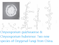http://sciencythoughts.blogspot.co.uk/2016/08/chrysosporium-guizhouense-chrysosporium.html