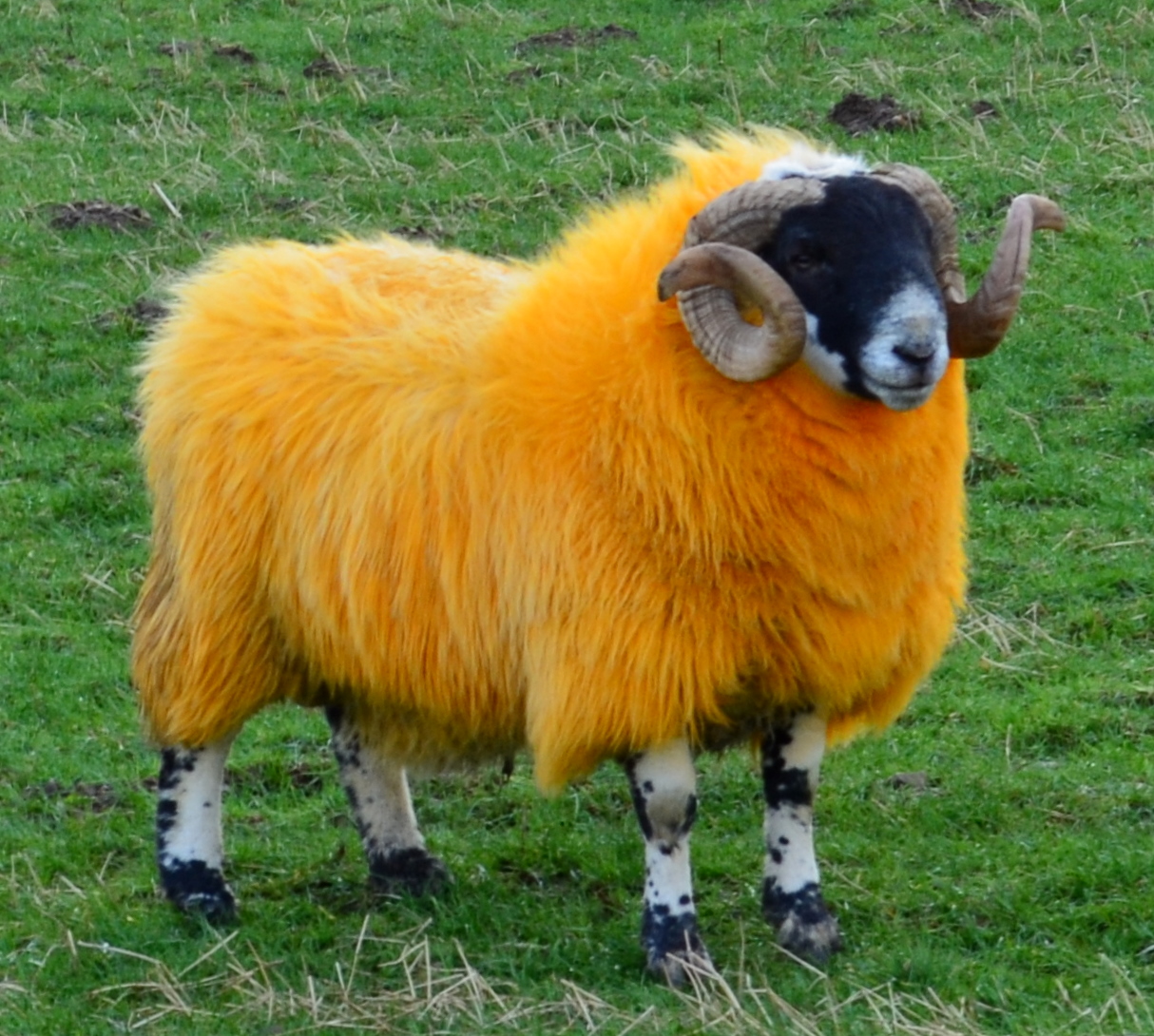 Tour Scotland Tour Scotland Winter Photograph Orange Sheep Scottish