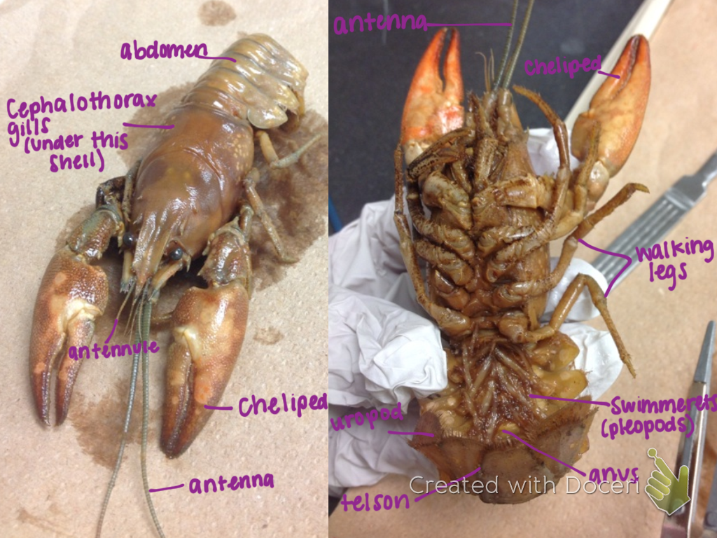 Bio Nerds HOW TO Dissect a Crayfish