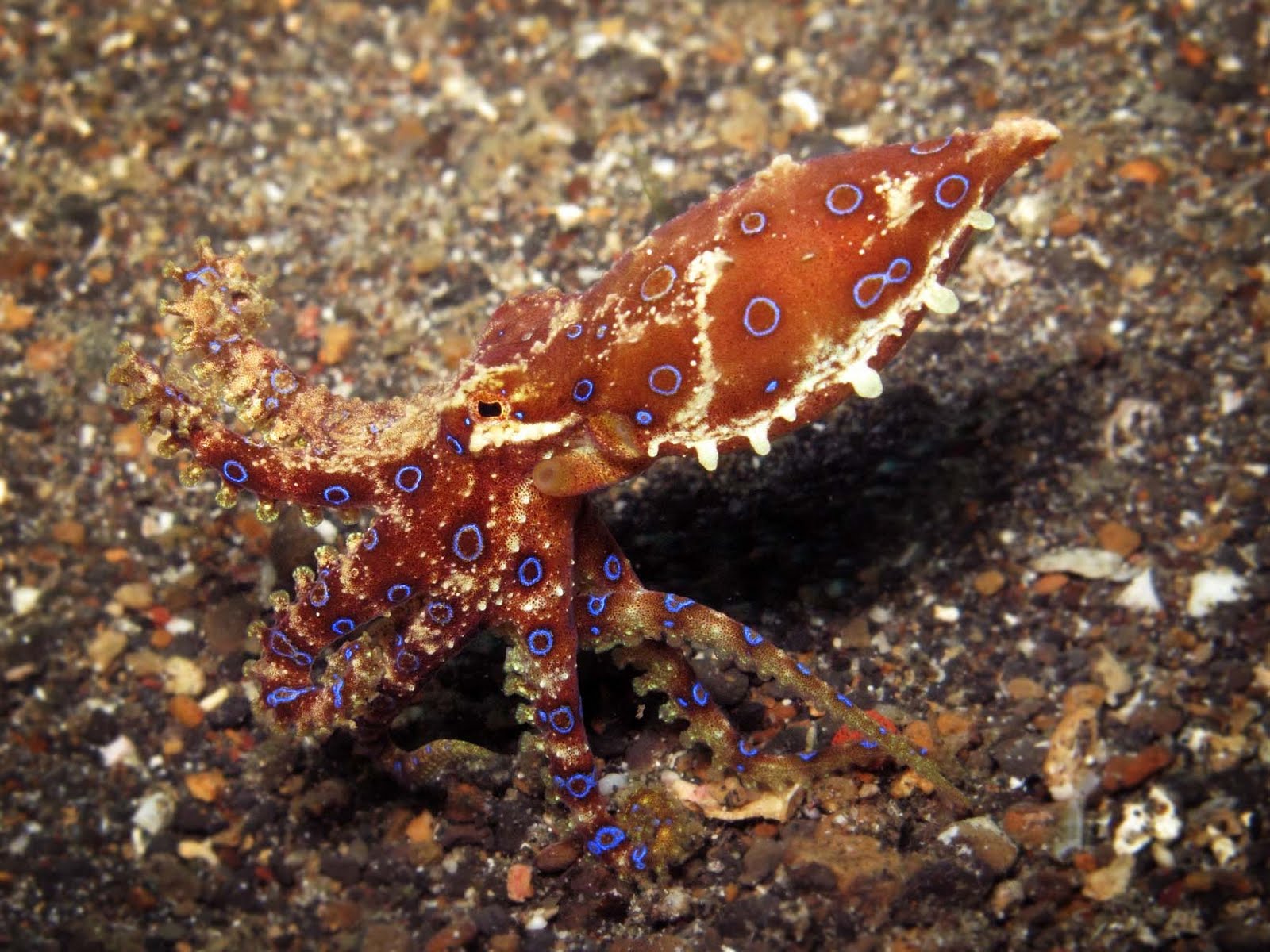 Mimic Octopus, this fascinating creature was discovered in 1998 off the