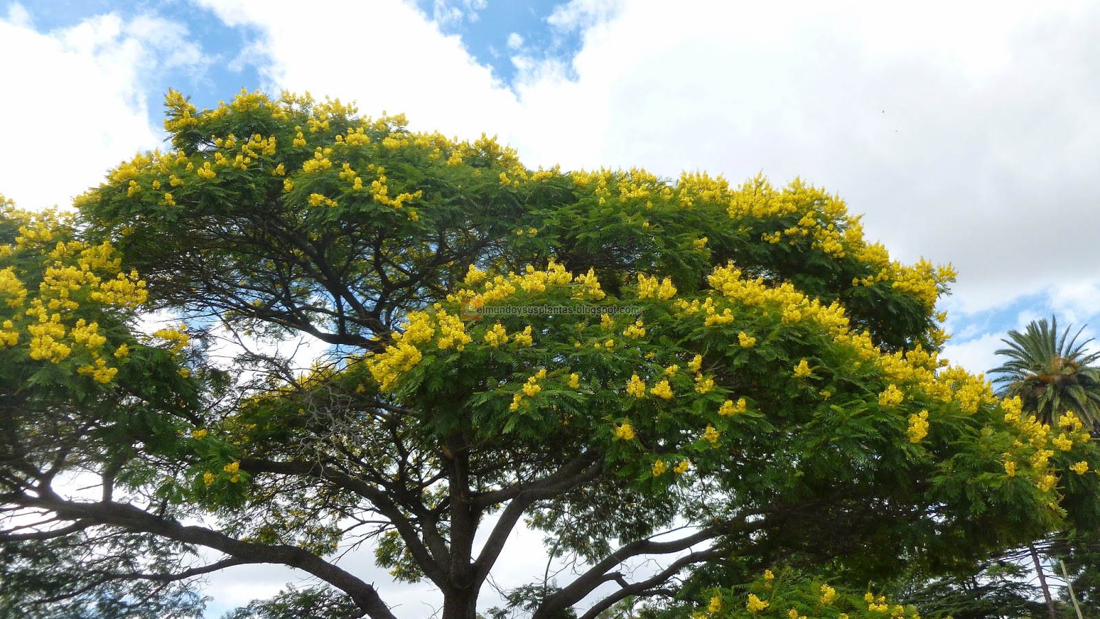 árbol de Ibirapitá