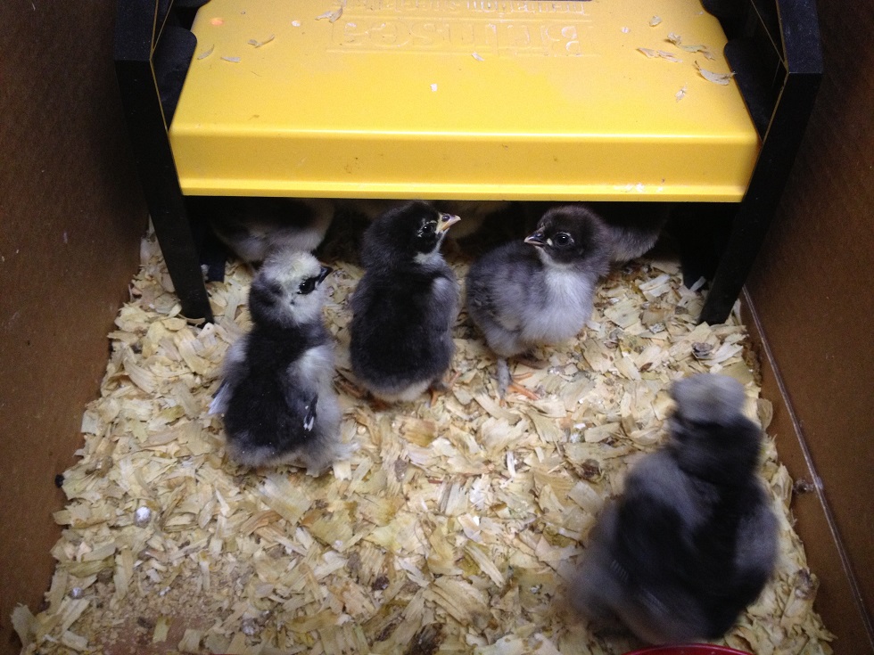 Brooder Basics, exactly what you need to raise chicks Murano Chicken Farm