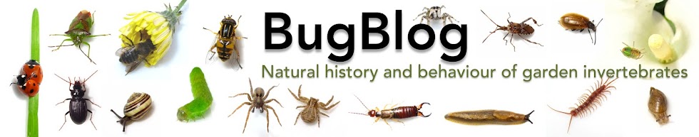 BugBlog
