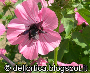 insetti bologna orto savigno rose zocca ortica fiori fattoria didattica