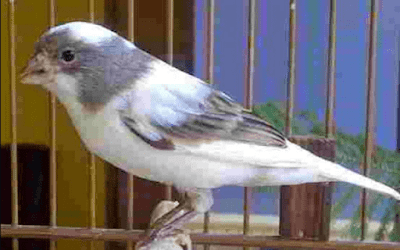 Daftar Resmi Harga Burung Kenari Terbaru Lengkap Semua Jenis