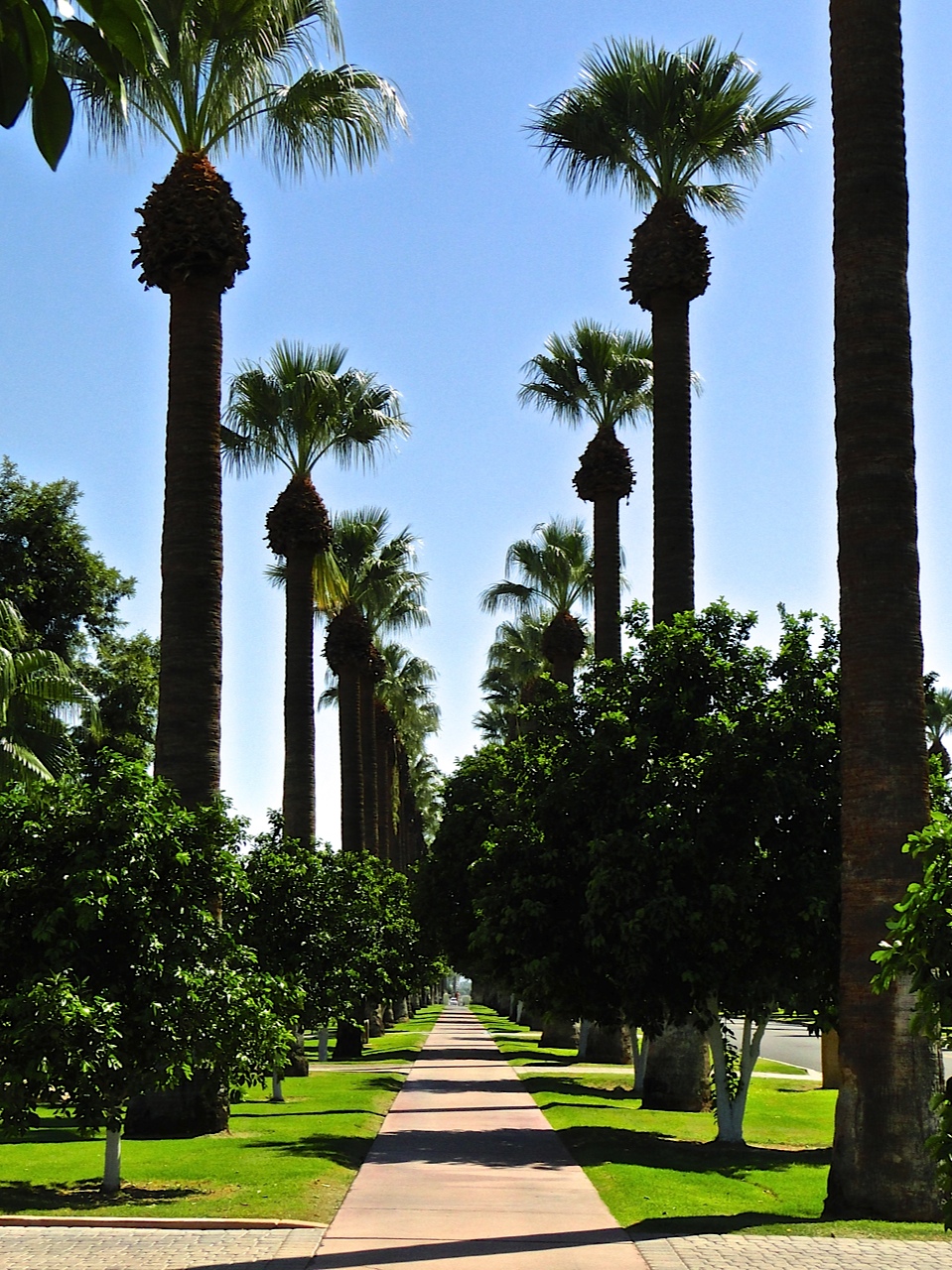 Palm Trees Dc soulfocus