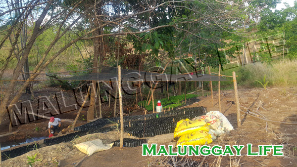 Malunggay Life's malunggay farm / moringa farm in Palawan, Philippines