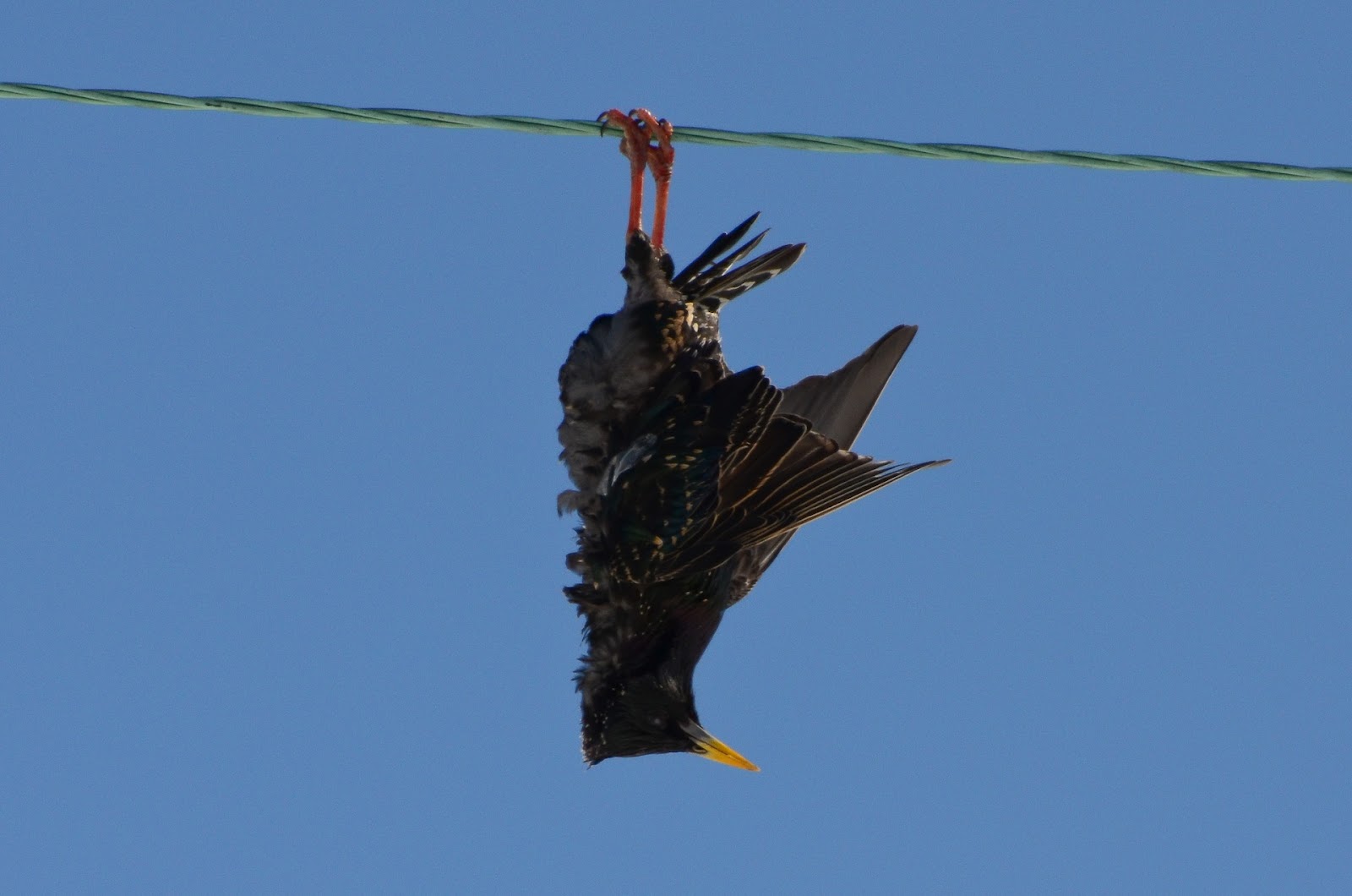 The Rural Path: Bird On A Wire