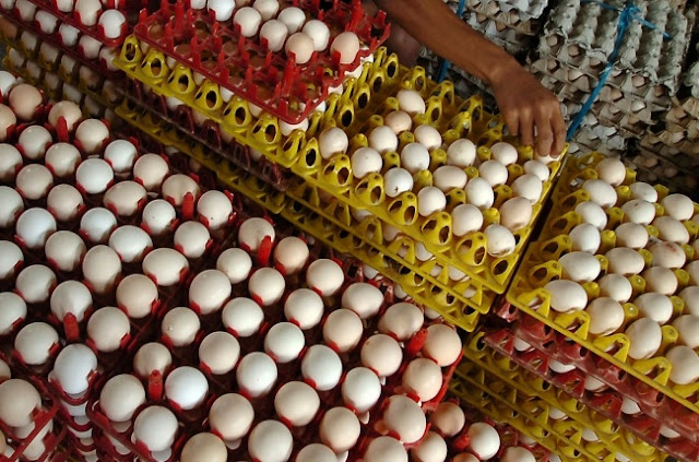Hati-Hati, Sekarang ini Lagi Marak Telur Ayam Kampung Oplosan di Pasaran
