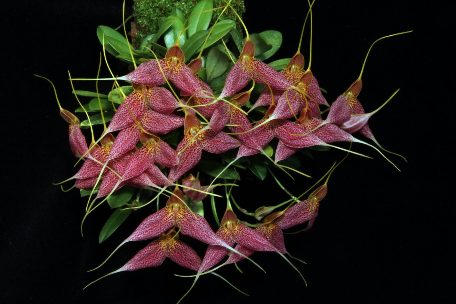 Orchids in Bloom Masdevallia decumana 'Nancy' CCM/AOS