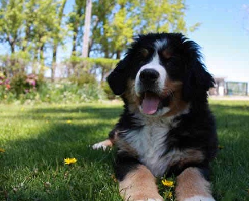 Puppy Dog Breeds Pictures