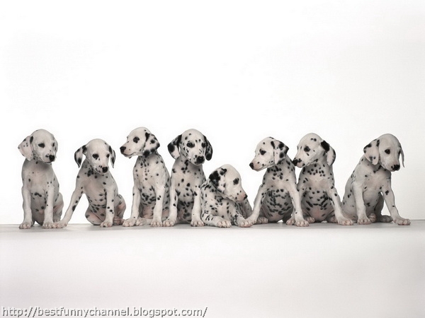 Eight cute Dalmatian puppies.