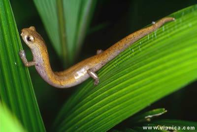 Ternyata di Dunia Ini Ada Berbagai Jenis Spesies Langka, Mau Tau? Inilah Spesies Langka yang Jarang Diketahui Orang