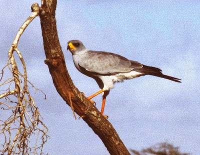 Eastern chanting Goshawk