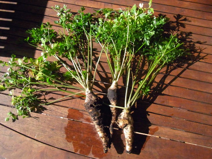 Garden amateur Hamburg parsley