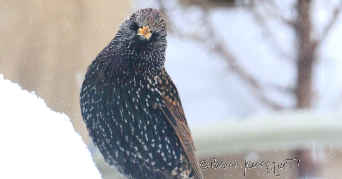 The Last Leaf Gardener Starlings came to NYC 129 years ago today.