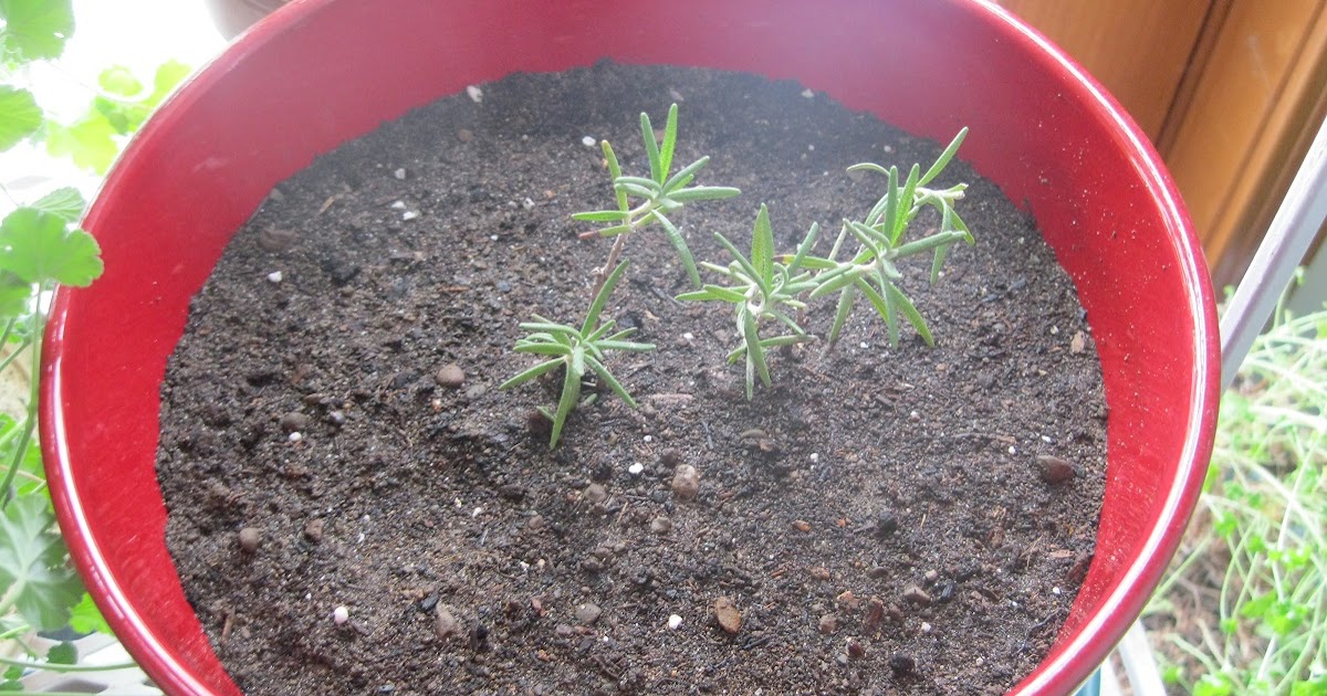 Plants and Stones Remembering Grandma