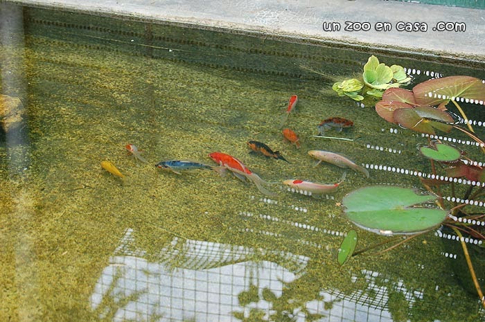 Los goldfish son ideales para estanques exteriores