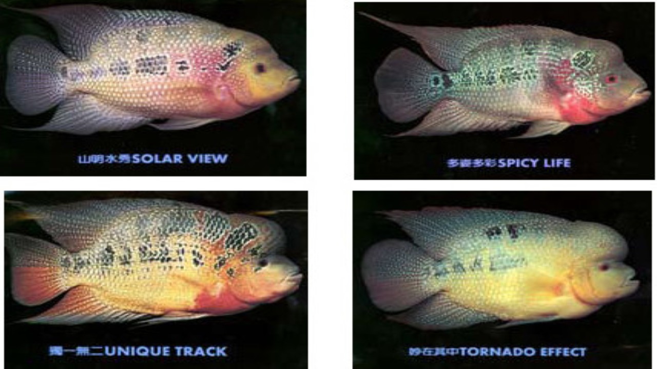 Download 980 Background Aquarium Ikan Louhan Paling Keren
