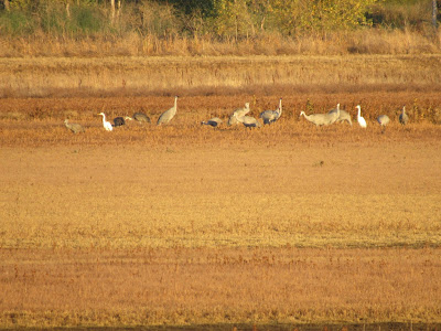 Llano Seco Wildlife Area