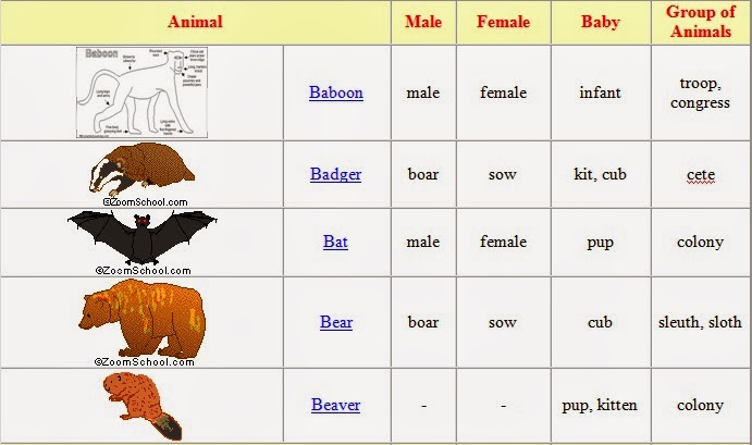 Fun With ENGLISH VOCABULARY 1 ANIMALS BABIES AND GROUPS names-of-baby-animals-and-their-parents-myenglishteacher-eu-blog