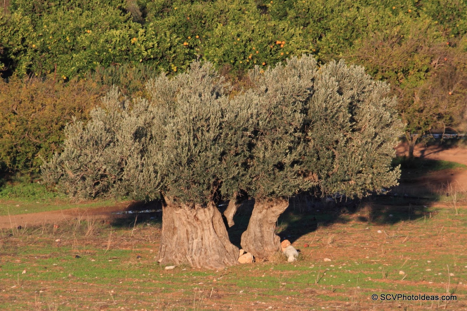 Ancient Olive with split trunk