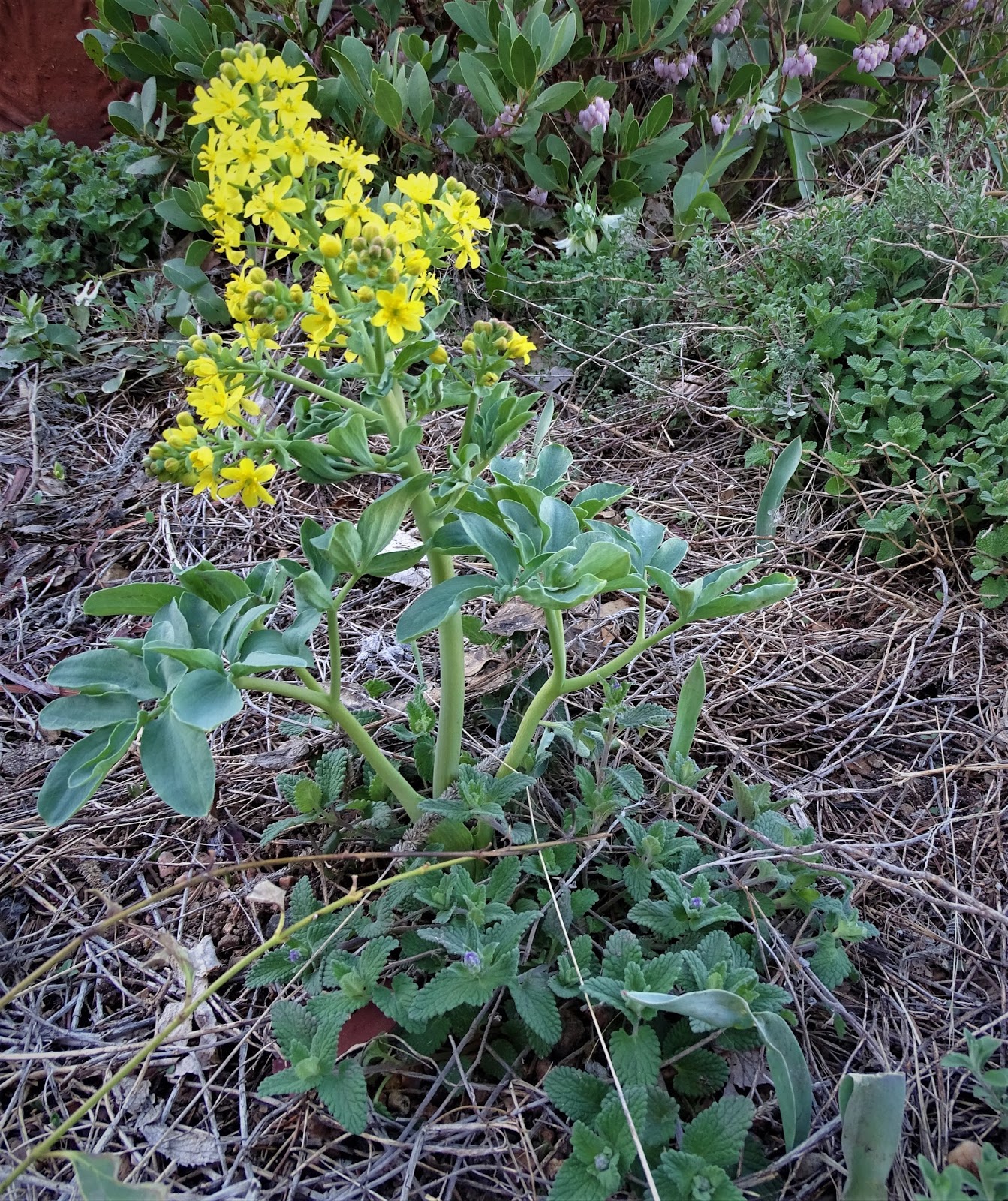 Growing With Plants February 2014