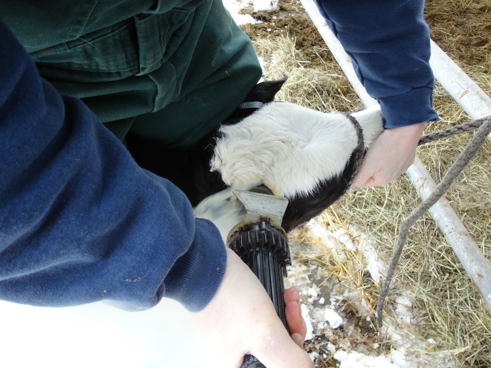 A Day in the Life of a Cow Vet Yup, I "burn" calves...