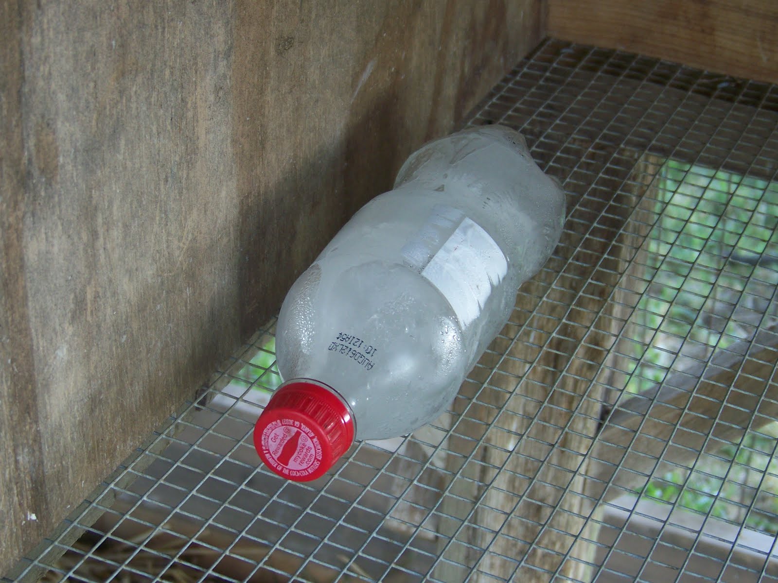 Is Ice Bad For Rabbits at Patricia Davis blog