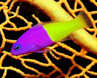 PETS: Bicolor Dottyback