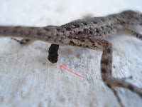 Entenda Biologia: Lagartixa. Do ovo ao cocô.