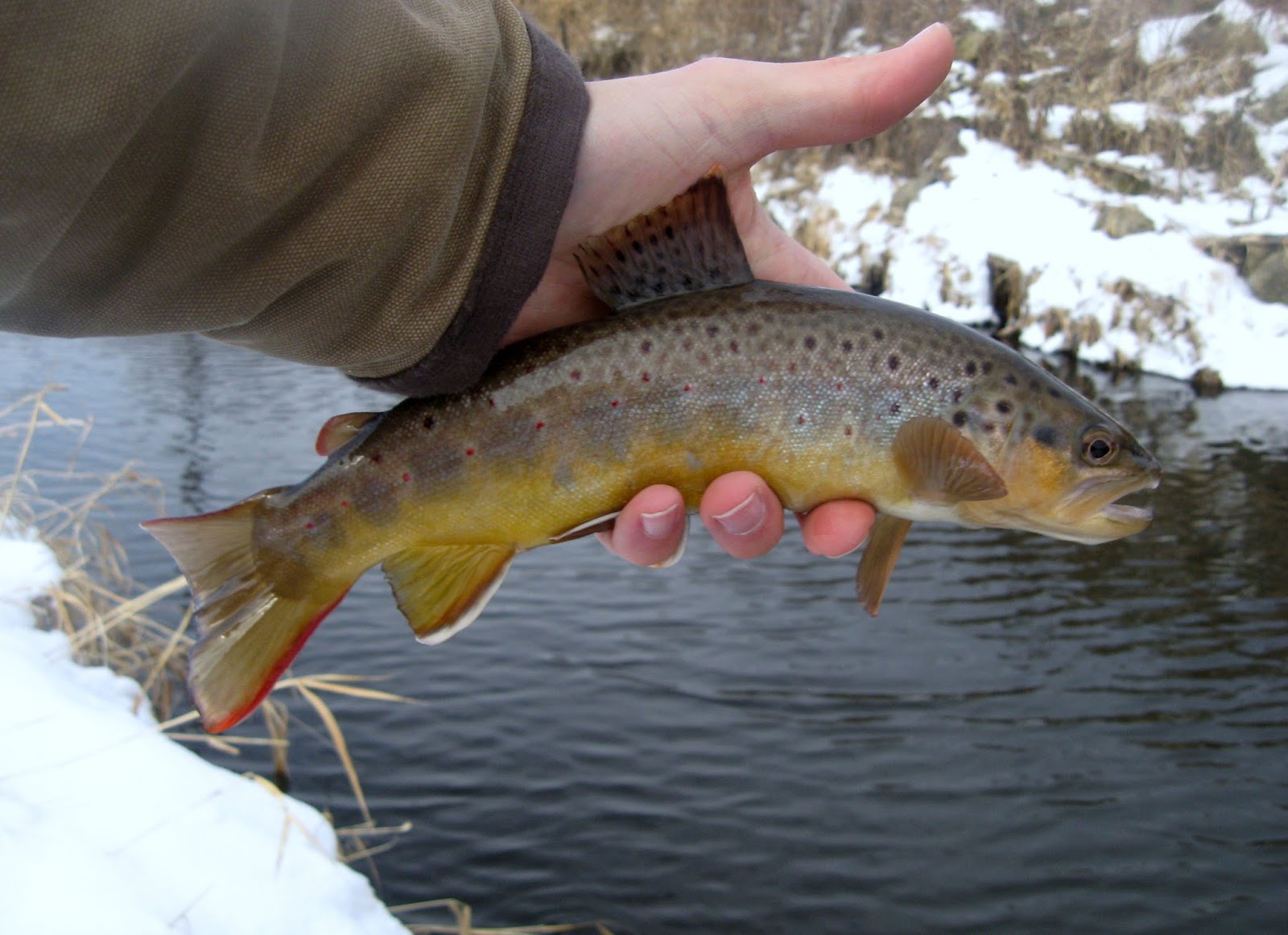 Minnesota Driftless Fly Fishing Trip Report Cold Water Trout