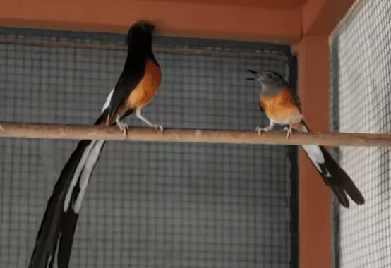 Cara Poligami Burung Murai Kerikil 1 Jantan 3 Betina Semoga