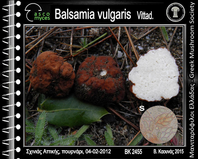 Balsamia vulgaris Vittad.