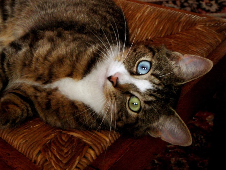 24 Cutest Cats with Different Color Eyes